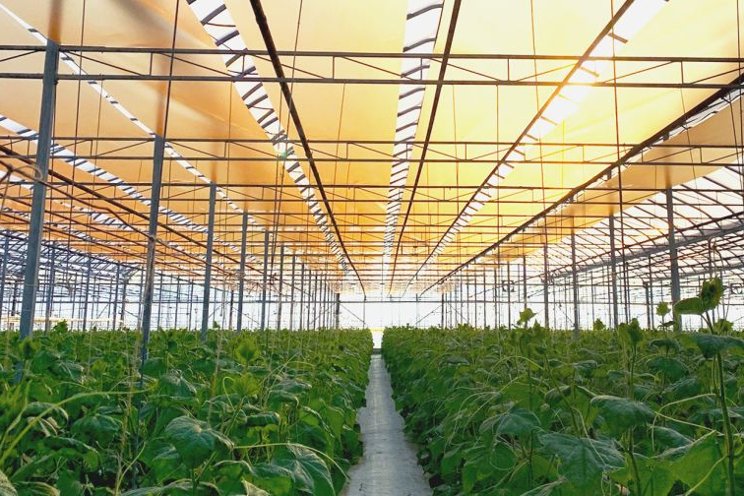 Nanotechnology: Coming to a greenhouse near you