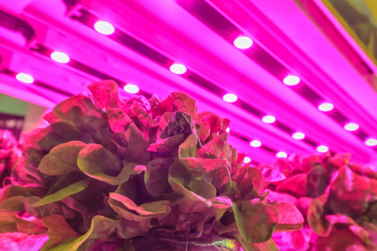 Why VF and hydroponics are still on the rise