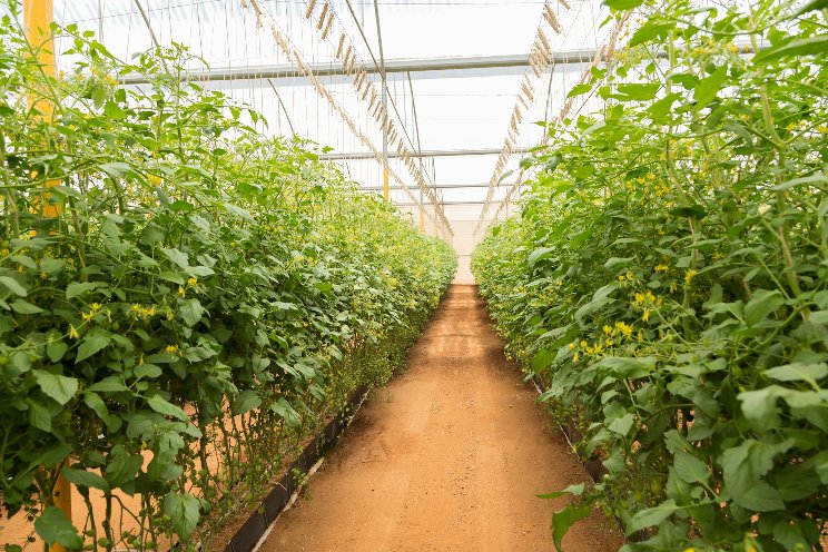 North Dakota tribe goes back to its roots with a massive greenhouse