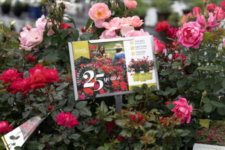 Celebrating 25 years of Knock Out roses