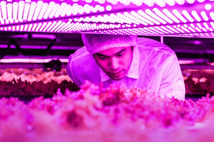 New high-power horticulture LED from ams Osram