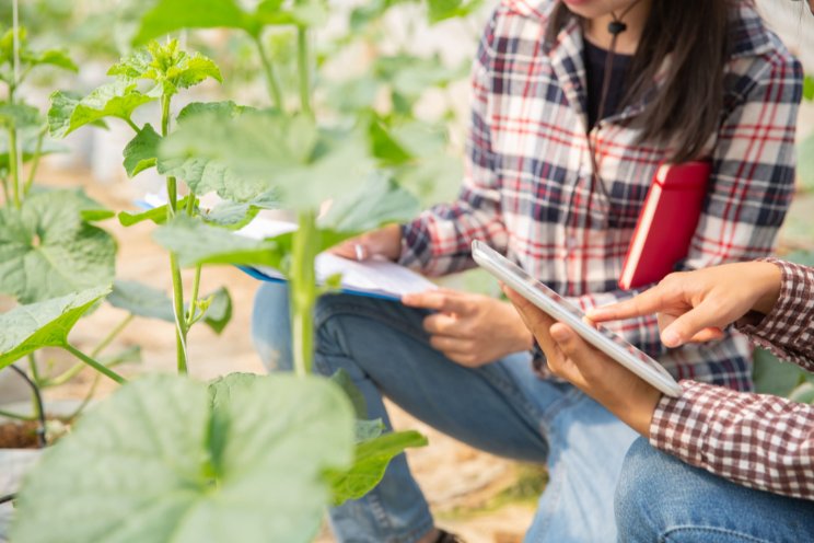 FAO invests in agricultural development in Uzbekistan