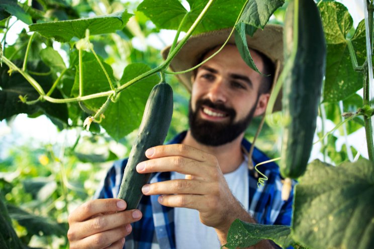 Top 3 cucumber hybrids of 2024 for greenhouses and open fields