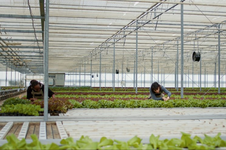 Futuristic farming students produce bumper crop