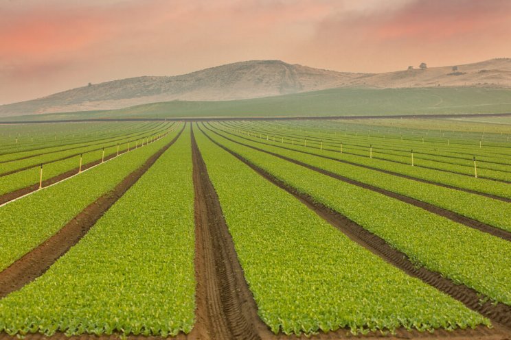 Looking to 2025 and beyond: Protected crops