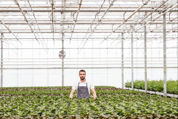How six innovations are shaping the future of greenhouse farming