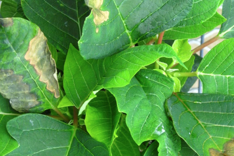 Monitoring leaf and stem disorders in poinsettias