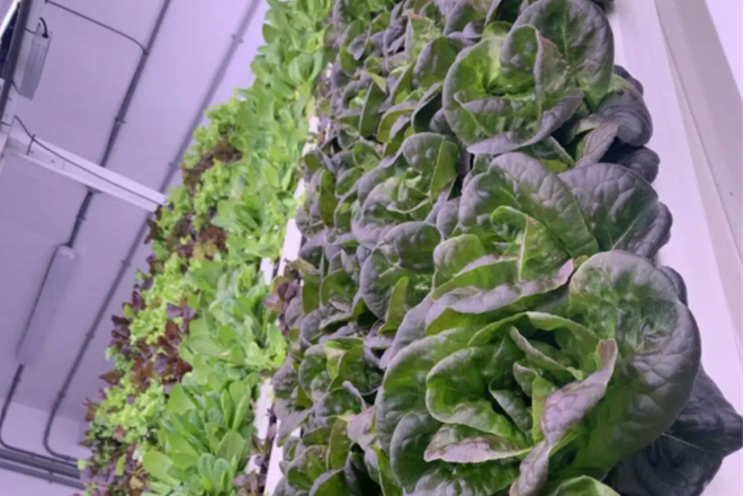 Test, then invest; piloting your vertical farm