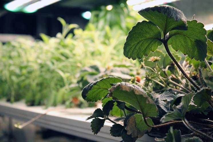 How to grow hydroponic strawberries: What you should know