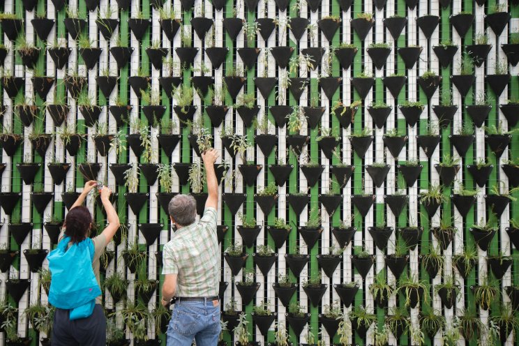 Exploring Africa's urban vertical gardens