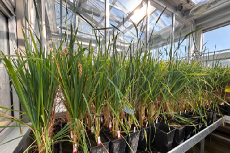 Agroscope tests new wheat for fungal resistance