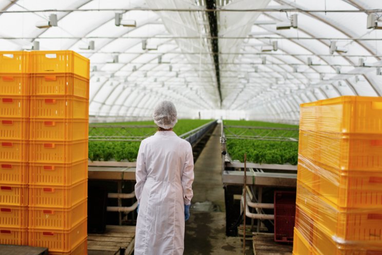 Investigating soil, nutrient impact on organic leafy greens