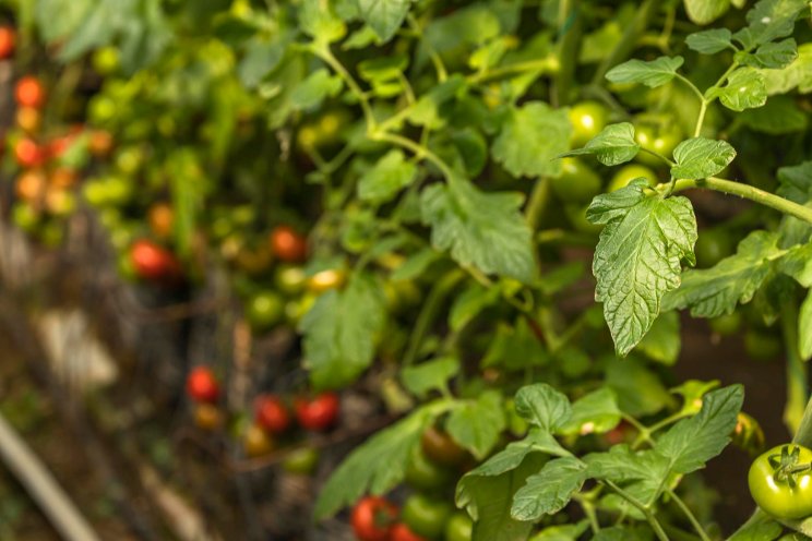 Global virus devastates Ontario tomato crops