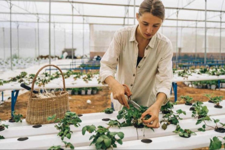 NASA scientists harvested food crops in Antarctica