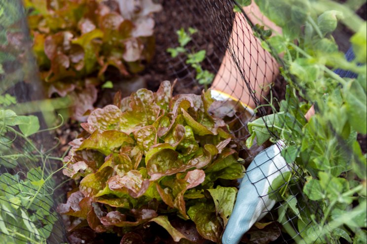 Smart farming in France: A look at LaserWeeding tech