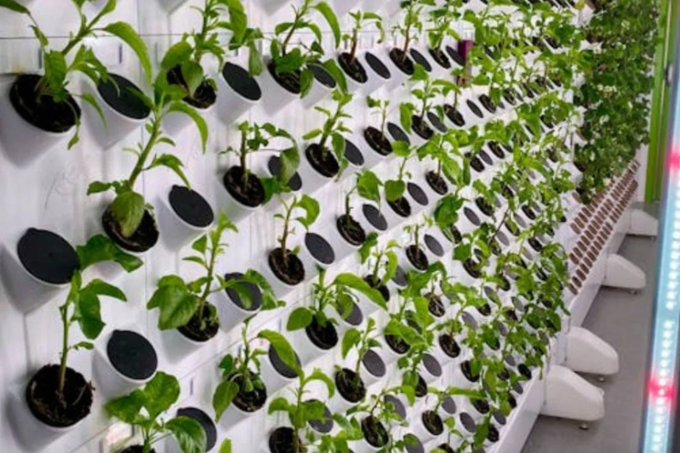 Vertical Flower Farming: A sustainable solution for urban agri