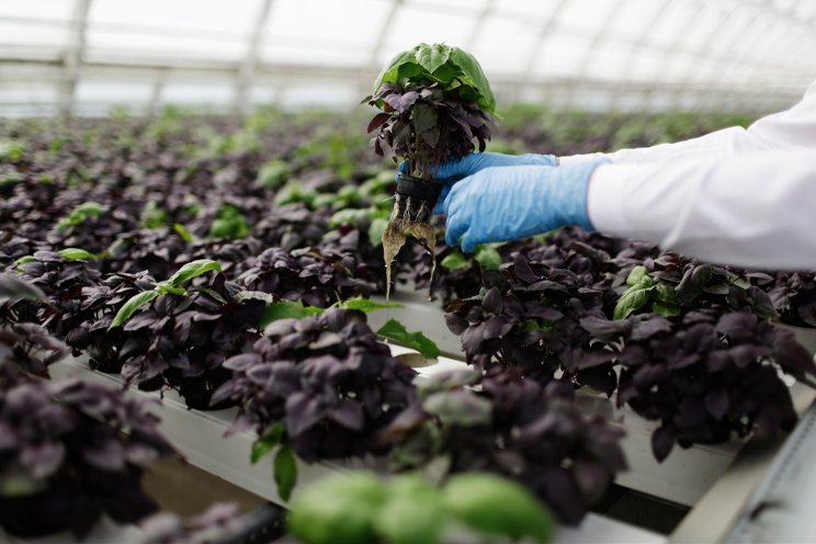 Thailand and Sweden lead sustainable urban farming revolution