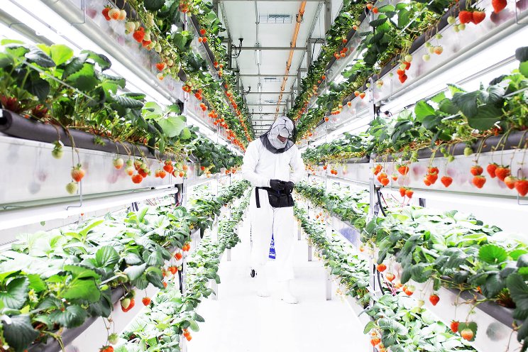 Oishii opens high-tech solar-powered vertical strawberry farm