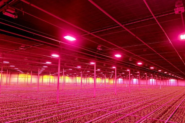 Philips GrowWise allow Huisman Chrysanten to light more effectively