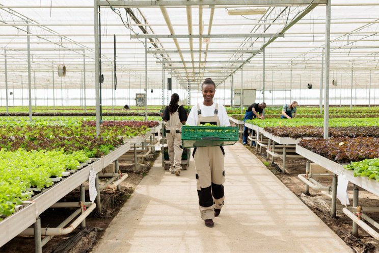 Is indoor hydroponics a good solution for agricultural cooperatives?