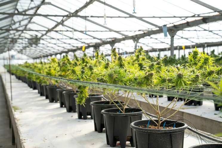 Kentucky medical marijuana business licensing begins July 1