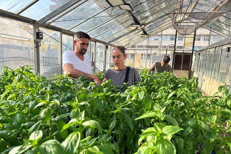 Genesis Seeds fights downy mildew with new basil varieties