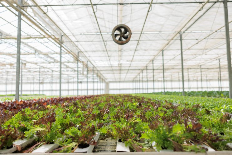 600B farmer speaks out about the policy of eliminating greenhouses