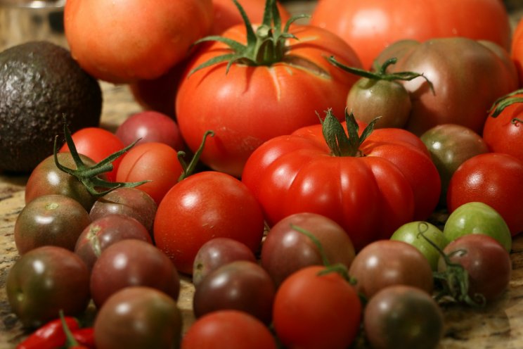 A disease-resistant tomato variety that thrives even in cold weather