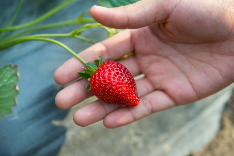 Pluck strawberries for just Dh15 at Dubai's Hatta farm