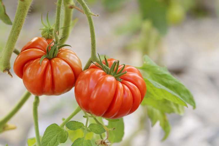 Unlocking the secrets of salt stress tolerance in wild tomatoes