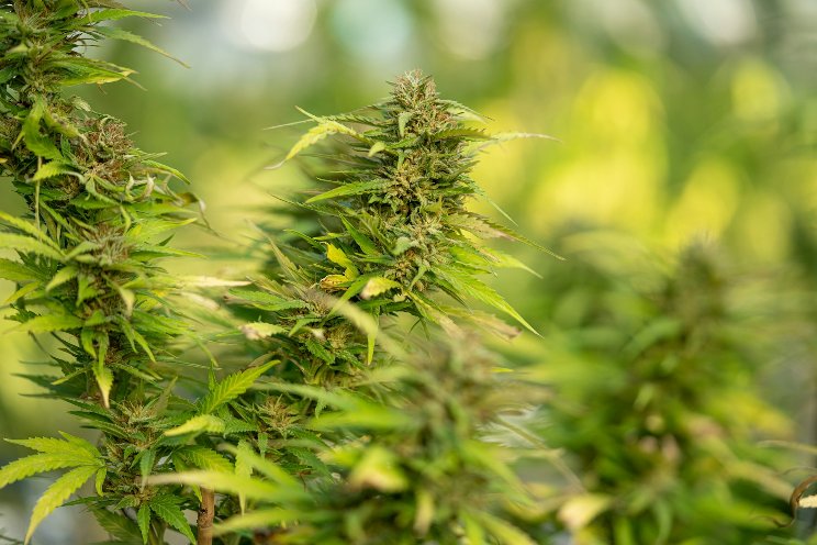 Pakistan to regulate marijuana for industrial and medicinal use