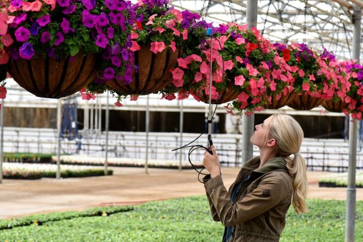 The basics of effective greenhouse light management