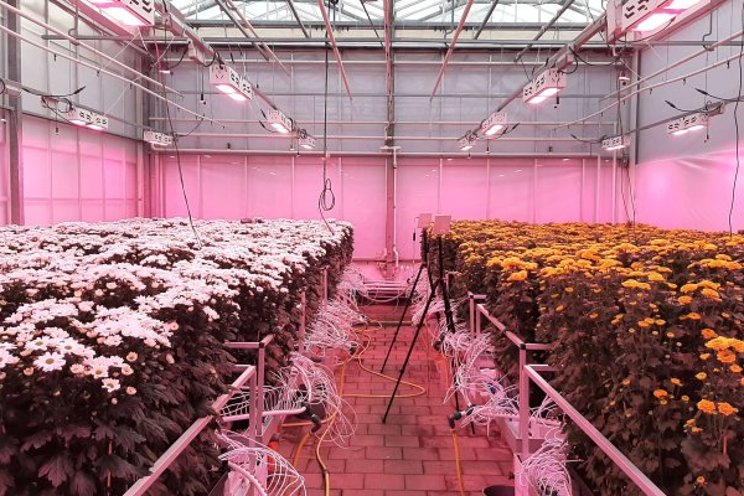 Controlling chrysanthemum cultivation based on sensor