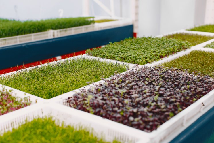 Inside Dubai farm growing unique greens, flowers you can eat