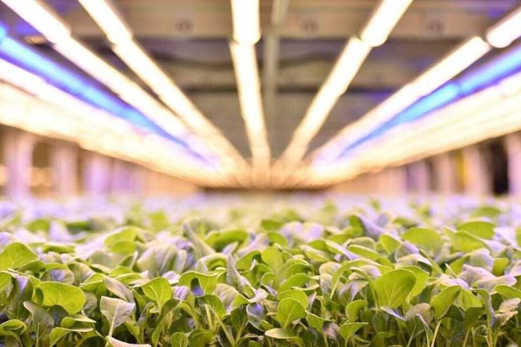 AeroFarms dedicates New Jersey Farm to research on VF