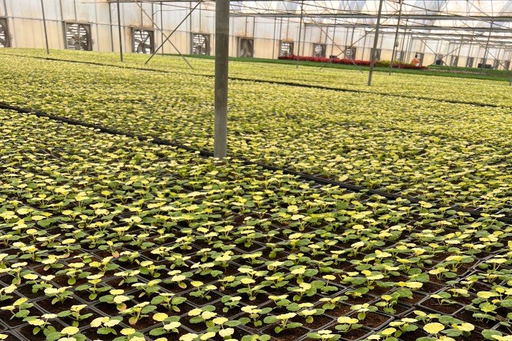 Geranium Heat Stress: A common problem for Middle East growers