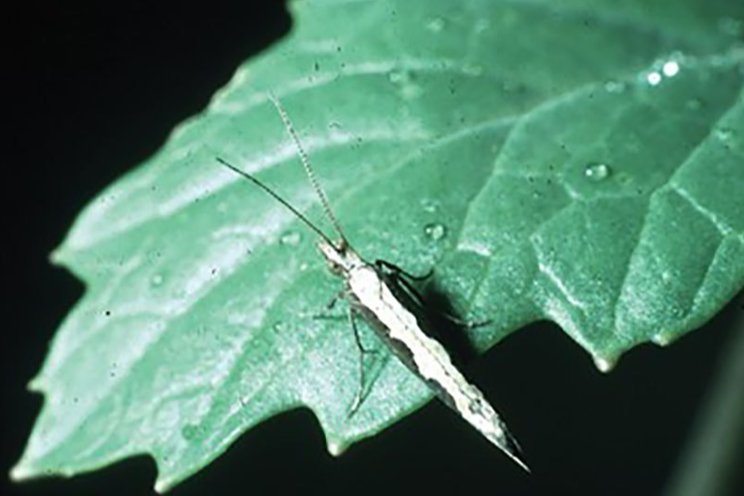 Diamondback moth, Plutella xylostella