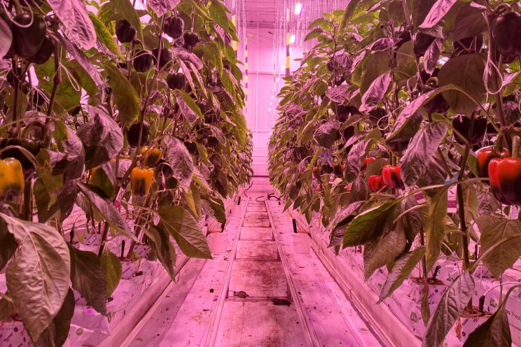 Optimizing pepper production under dynamic LED lighting