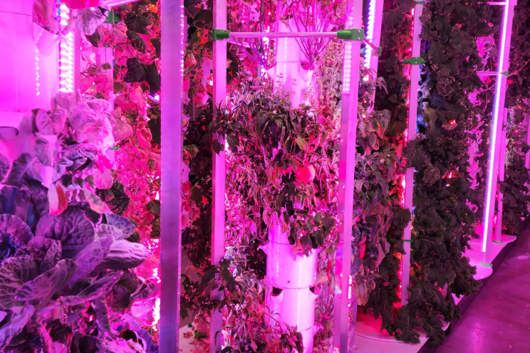 A new life for empty offices: Growing kale and cucumbers