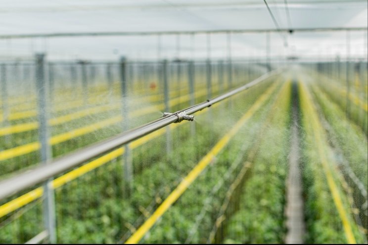 Final results of high-pressure misting research in Canadian bell pepper