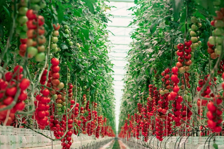 Leveraging AI to unlock the potential of yield forecasting for tomatoes