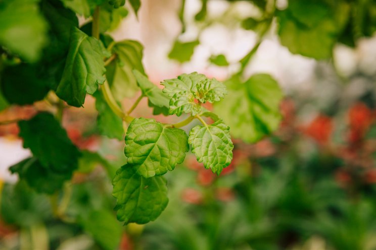 UF/IFAS researchers work to make beer hops a Florida crop