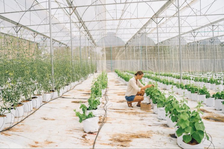 Technology transforms UK greenhouses into high-tech havens