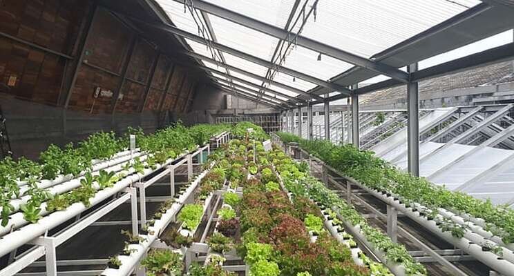 Food and urban agriculture initiatives expanded