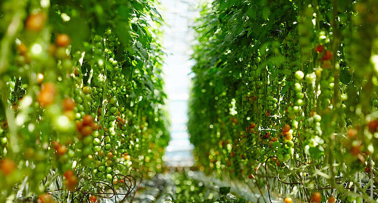 Orange is the new green, for greenhouses