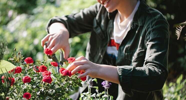 The technology trial at a rose greenhouse in Ecuador