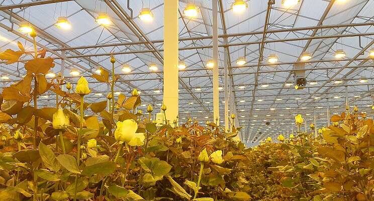 Best method for dehumidifying greenhouse air differs per grower