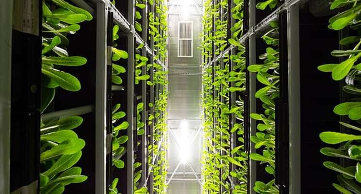 17 biggest companies in vertical farming today