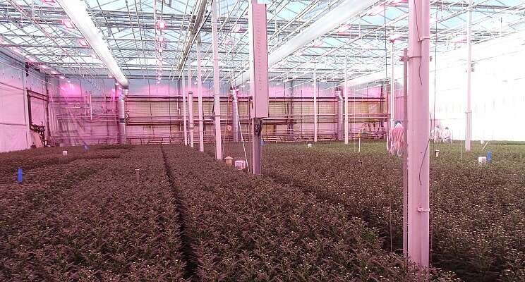 LED grow lights for sustainable chrysanthemum cultivation