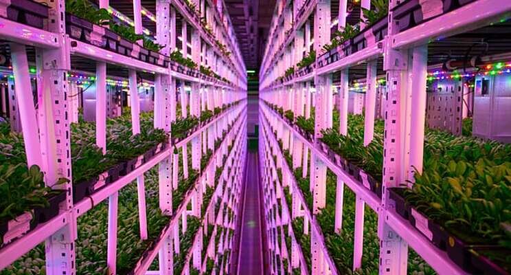 How vertical farming helps prevent yield loss from disease